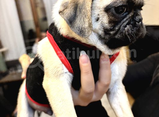 Ped Eğitimli Erkek Pug görsel