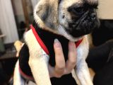 Ped Eğitimli Erkek Pug