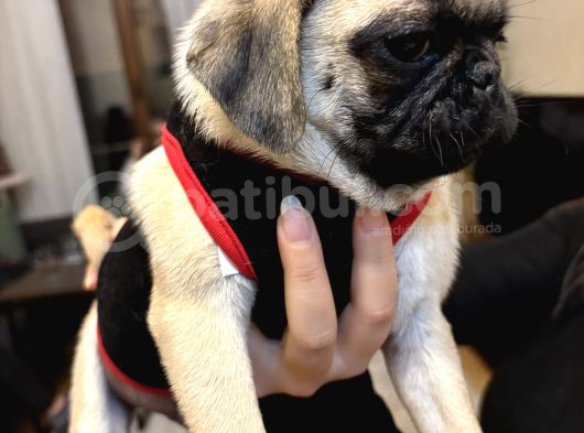 Ped Eğitimli Erkek Pug görsel