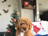 Di̇şi̇ Erkek Poodle Yavrular Çi̇ftli̇ği̇mi̇zden