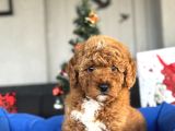 Red Brown Orji̇nal Toy Poodle Oyuncak Bebekler