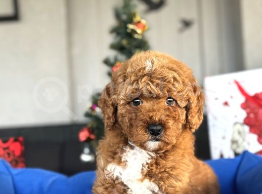 Red Brown Orji̇nal Toy Poodle Oyuncak Bebekler görsel