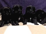 Dişi Erkek Siyah Pug Yavrular Egitimli