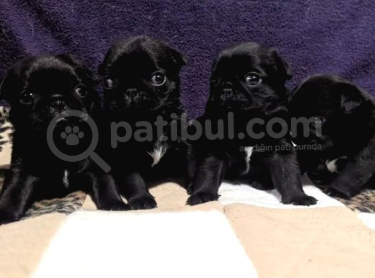Dişi Erkek Siyah Pug Yavrular Egitimli