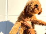 Kıvırcık Tüy Yumağı Toy Poodle Oğlumuz