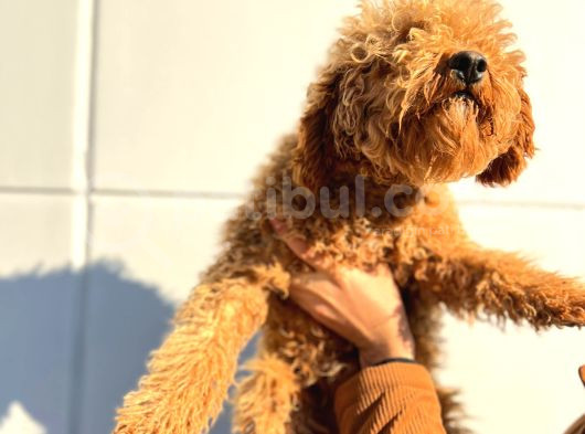 Kıvırcık Tüy Yumağı Toy Poodle Oğlumuz görsel