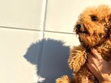 Kıvırcık Tüy Yumağı Toy Poodle Oğlumuz