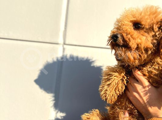 Kıvırcık Tüy Yumağı Toy Poodle Oğlumuz görsel