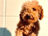 kıvırcık tüy yumağı toy poodle oğlumuz