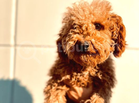 Kıvırcık Tüy Yumağı Toy Poodle Oğlumuz