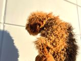 Kıvırcık Tüy Yumağı Toy Poodle Oğlumuz