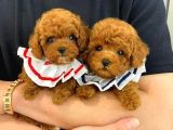 A kalite toy poodle yavrularımız