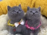 Show kalite blue brıtısh Shorthair yavrularım
