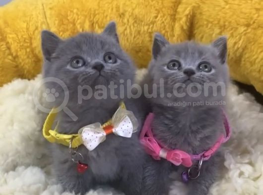 Show Kalite Blue Brıtısh Shorthair Yavrularım
