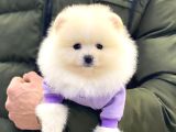Safkan Pomeranıan Boo Yavrularımız
