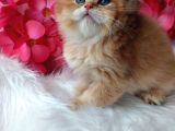 British Longhair By11 Erkek