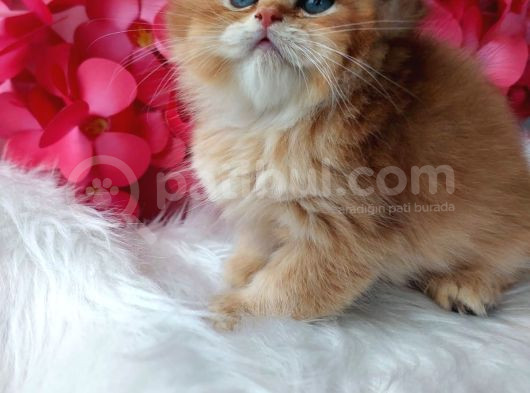 British Longhair By11 Erkek görsel