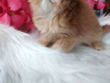 British Longhair By11 Erkek