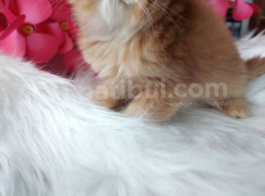 British Longhair By11 Erkek görsel