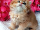 British Longhair by11 erkek