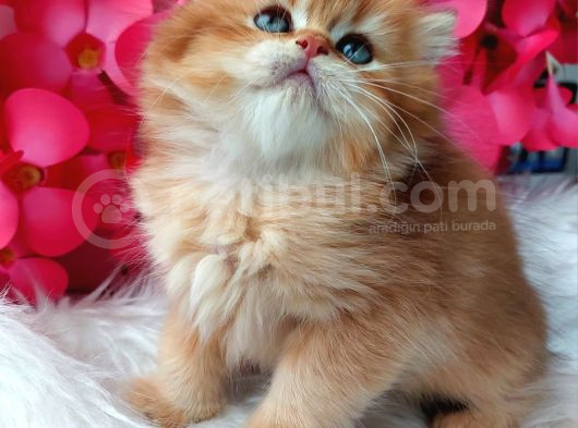 British Longhair By11 Erkek