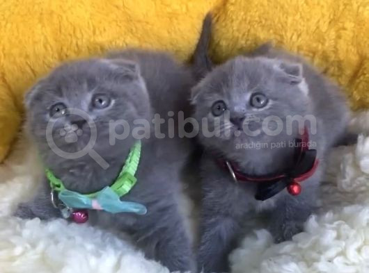 Show Kalite Blue Scotısh Fold Yavrularım