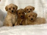 Muhteşem Yüzlü Poodle Yavrular
