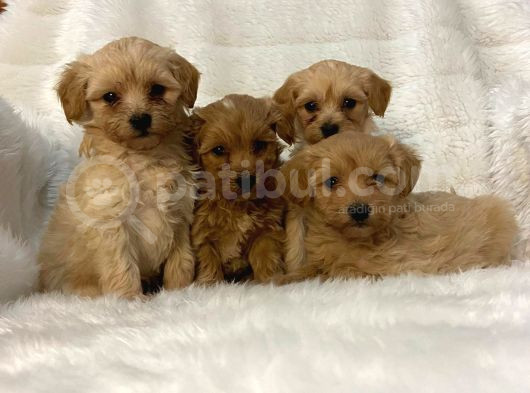 Muhteşem Yüzlü Poodle Yavrular görsel