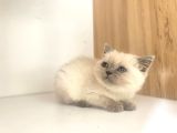 Kedi eğitmeninden safkan kediler
