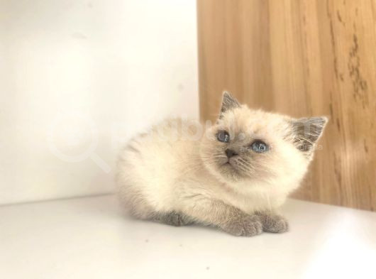 Kedi Eğitmeninden Safkan Kediler