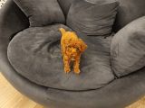 Yeni yılda poodle bebekler