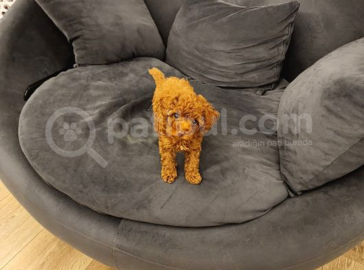 Yeni Yılda Poodle Bebekler