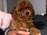 Toy Poodle Yavrular