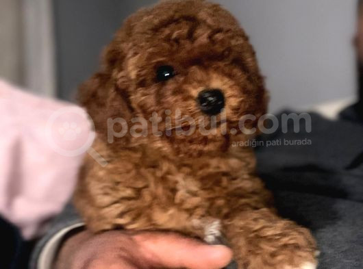 Toy Poodle Yavrular görsel