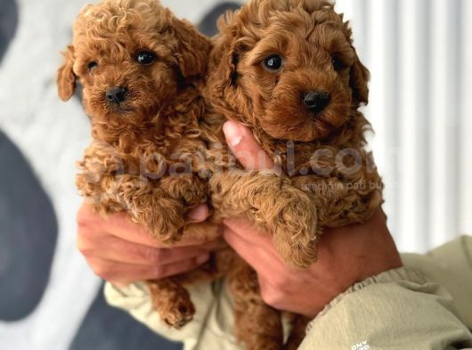 Toy Poodle Yavrular görsel
