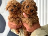 Ev Ortamında Poodle Yavrular