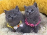Show Kalite Blue Brıtısh Shorthair Yavrularım