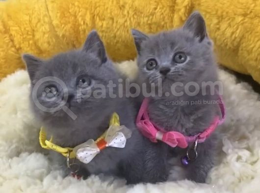 Show Kalite Blue Brıtısh Shorthair Yavrularım görsel
