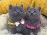 Show Kalite Blue Brıtısh Shorthair Yavrularım