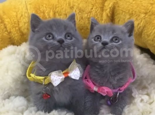 Show Kalite Blue Brıtısh Shorthair Yavrularım görsel