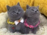 Show Kalite Blue Brıtısh Shorthair Yavrularım