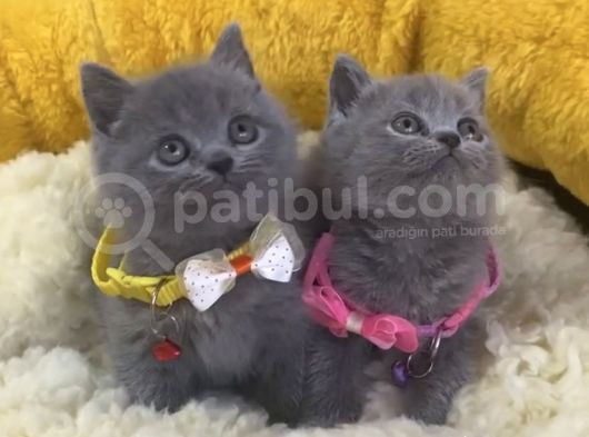 Show Kalite Blue Brıtısh Shorthair Yavrularım görsel