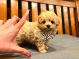 Teacup Boy Aşılı Maltipo Bebeklerim