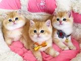 Scr Li Anne Babadan Golden Ny12 Brıtısh Shorthair Bebekleirm