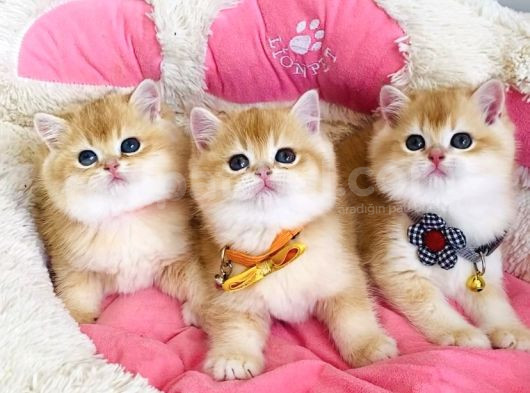 Scr Li Anne Babadan Golden Ny12 Brıtısh Shorthair Bebekleirm