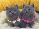 Show Kalite Blue Brıtısh Shorthair Yavrularım