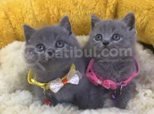 Show Kalite Blue Brıtısh Shorthair Yavrularım görsel