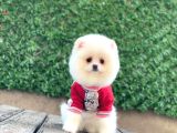 Safkan Pomeranıan Boo Yavrularımız