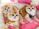 Scr Li Anne Babadan Golden Ny12 Brıtısh Shorthair Bebekleirm