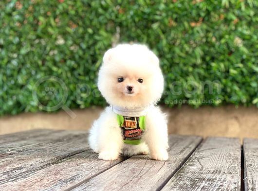 Safkan Pomeranıan Boo Yavrularımız görsel